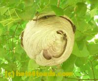 /home//u458753944/public_html/sourcegallery////////////////////Insects and small critters/ants bees and wasps (Hymenoptera)/zoom hornet.jpg
